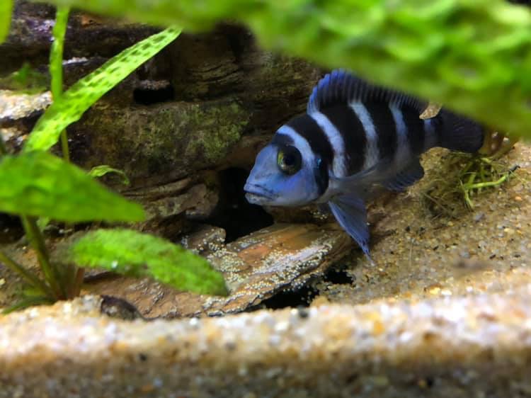 Neolamprologus tretocephalus